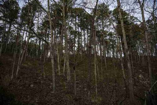 Trees on the Hill in Hawn State Park, Missouri free photo