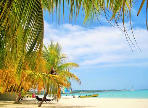 Tropical trees and beach and Jamaica free photo