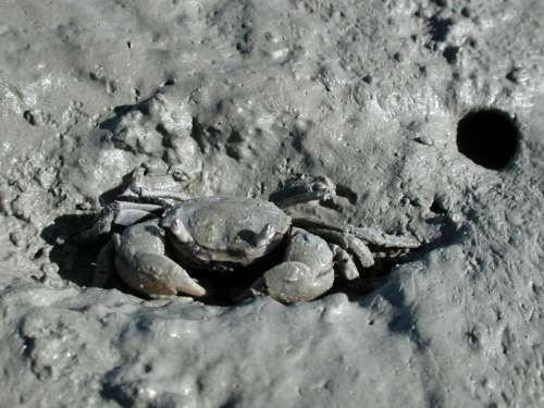 Tunnelling mud crab - Austrohelice crassa free photo
