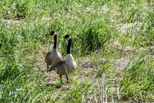 Two Canadian Geese in the Grass free photo