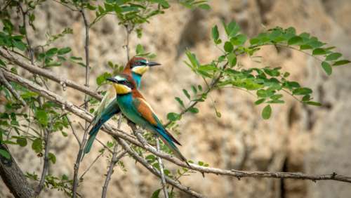 Two European Bee-Eaters standing on a branch - Merops apiaster free photo