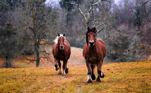 Two Horses Galloping out in the Wild free photo