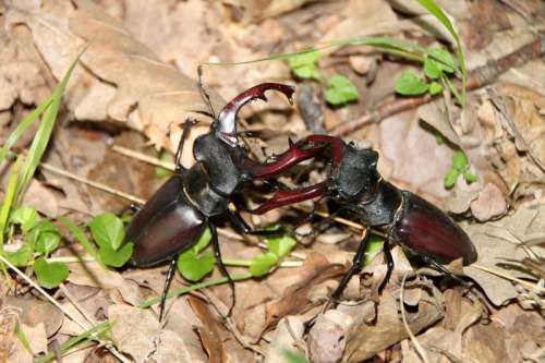 Two Stag Beetles Fighting free photo