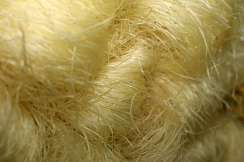 Uncooked Soya Noodles free photo