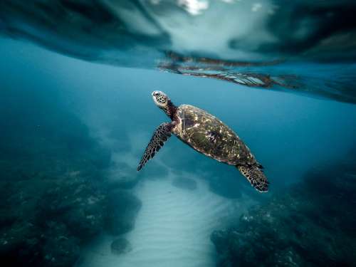 Underwater photo of a turtle free photo