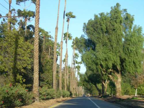 Victoria Avenue Lined by trees in Riverside, California free photo