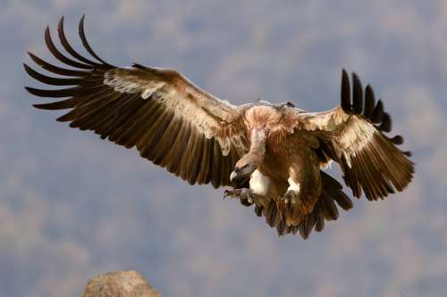 Vulture in flight free photo