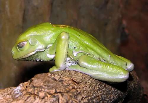 Waxy monkey leaf frog -- Phyllomedusa sauvagii free photo