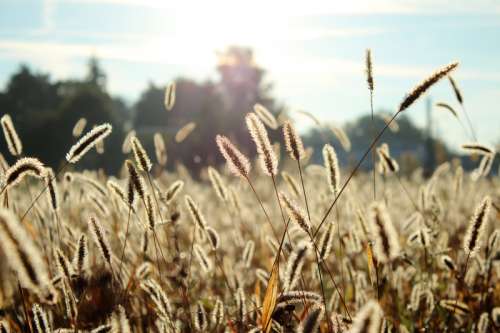 Wheat Stalks growing free photo