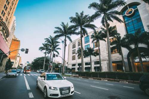 White Audi driving down the road with palm trees free photo