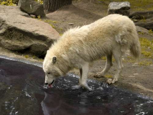 White Wolf Drinking from a pond free photo