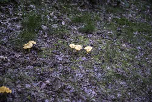 Wild Mushrooms growing on the ground at Levis Mound, Wisconsin free photo