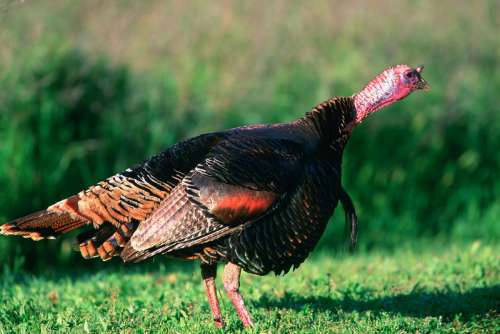 Wild turkey standing on the grass free photo