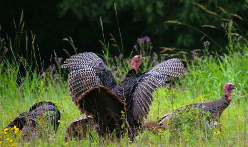 Wild Turkeys in New Hampshire free photo