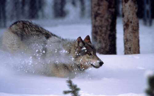 Wolf running in the snow in Yellowstone National Park, Wyoming free photo