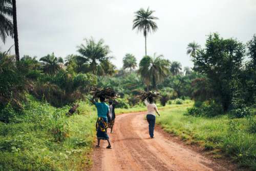 Women carrying wood on their heads in Sierra Leone free photo