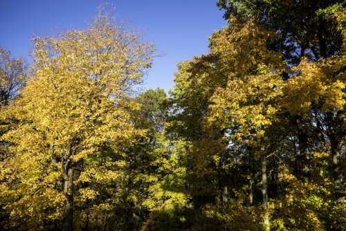 Yellow and Orange leaves at Pike Lake State Park, Wisconsin free photo