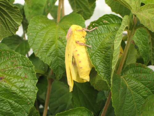 Yellow Imperial Moth on a tree - Eacles imperialis free photo