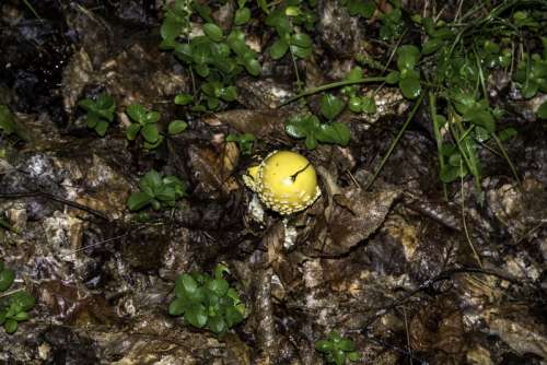 Yellow Mushroom on the trail at Algonquin Provincial Park, Ontario free photo