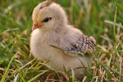 Young Chick Cute free photo