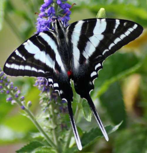 Zebra Swallowtail, Eurytides marcellus Butterfly free photo