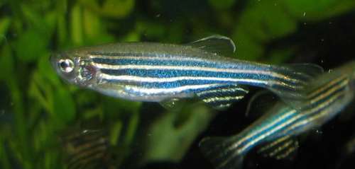 Zebrafish - Danio rerio free photo