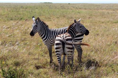 Zebras in the game Reserve in Nairobi, Kenya free photo