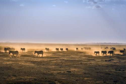 Zebras on the plains of Amboseii National Park, Kenya free photo