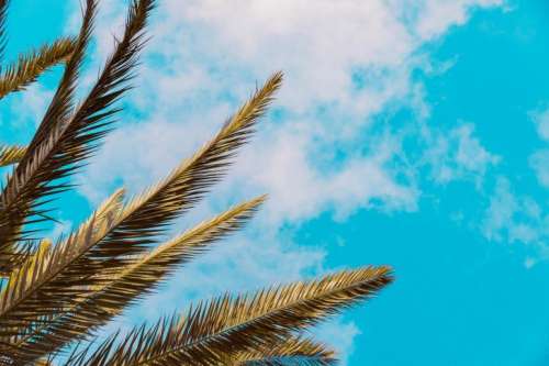 Palm leaves and blue sky with clouds