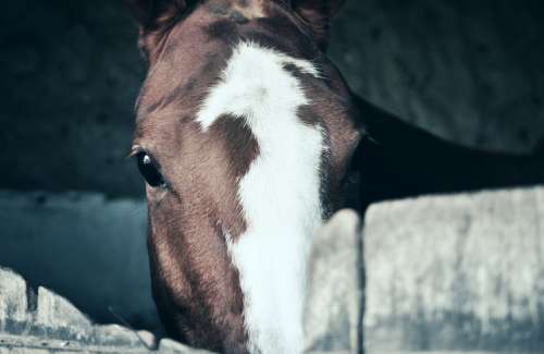 Horse eye on barn free image