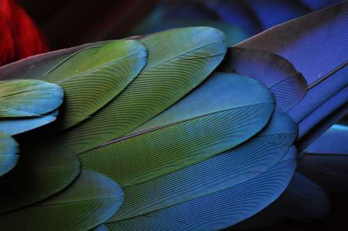 Bird multicolor feathers free image