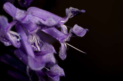 Macro violet flower black background free image