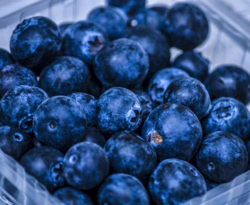 Organic Blueberry Fresh stock photo free image