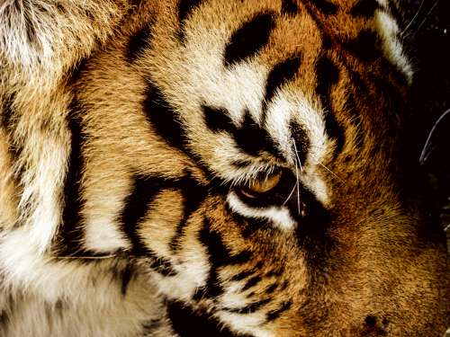 Feline Tiger Drama texture free image