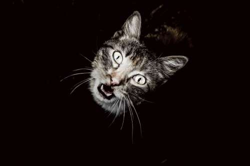 Top view of dramatic cat with black background free image