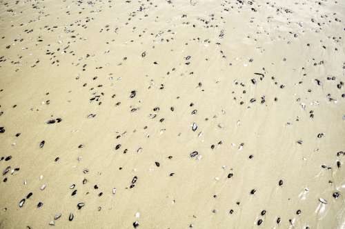 texture of snails scattered on the sand top view free image