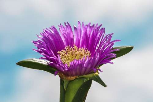 Macro of purple flower over blue sky free image