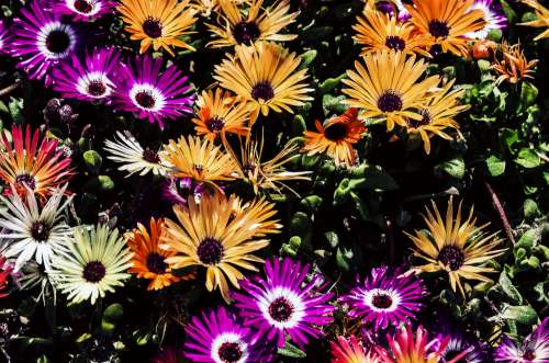Background of multicolor flowers free image
