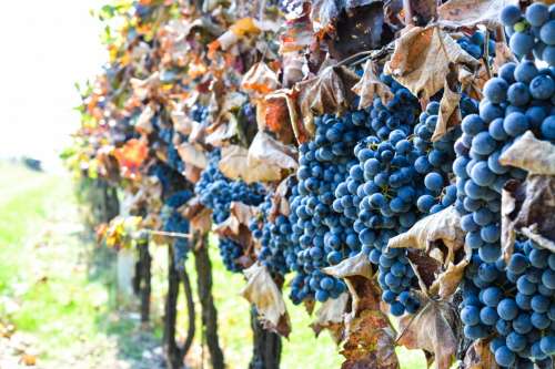 Blue grapes vine in vineyard