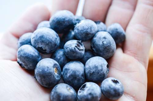 Blueberries in hand close up