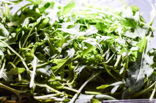 Fresh Rucola under light