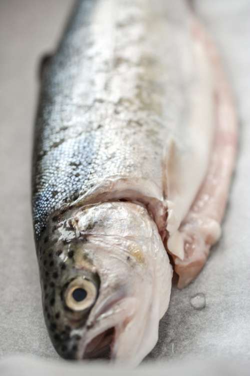 Fresh trout close up