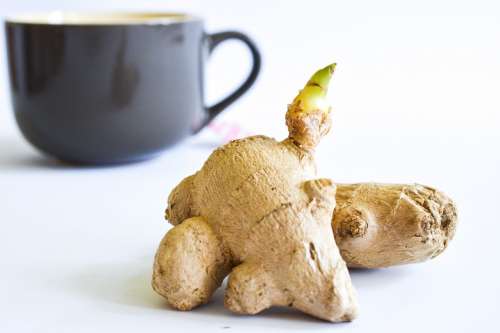 Ginger with a cup on white background