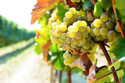 Grape vine yard