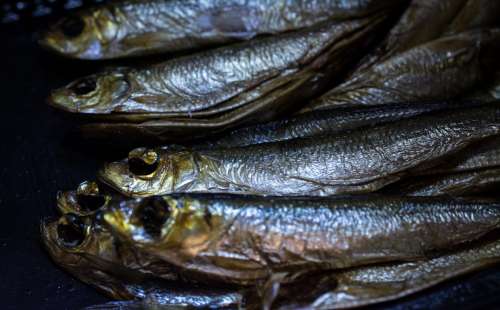 Smoked sprats in detail