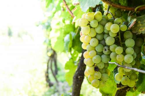 White grapes Grapevine in a Vineyard