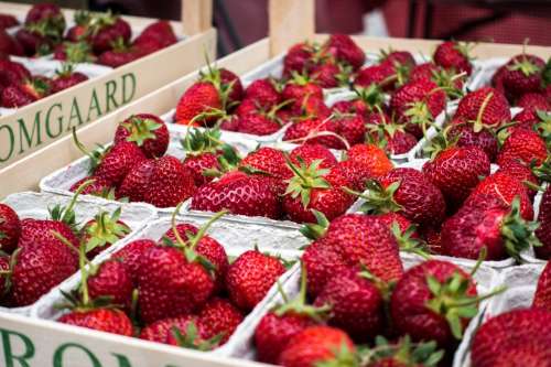 Fresh strawberries  close up