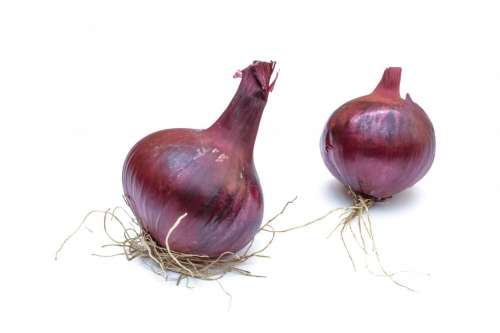 Two red onions on white background