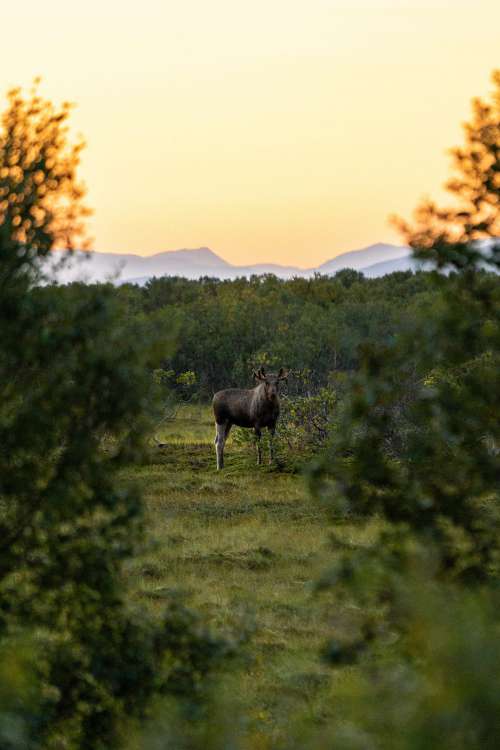 Elk on a Meadow During Dawn Vertical