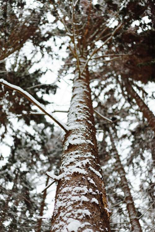 Tree Trunk in Winter Vertical